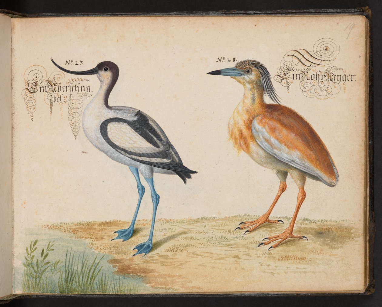 Añadir 6485 f.19 Avoceta y Garcilla cangrejera de Leonhard Baldner