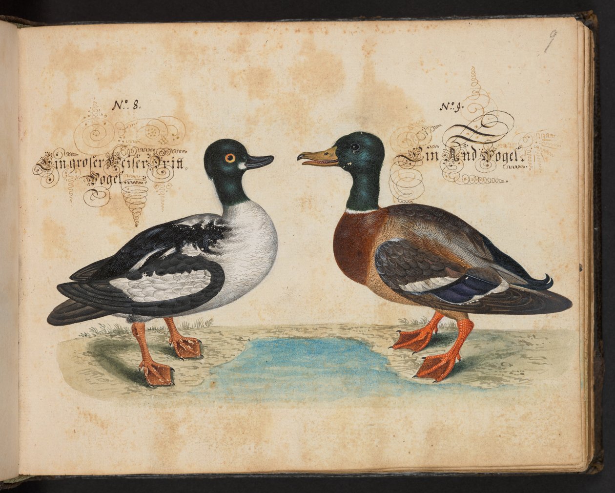 "Descripción natural exacta y descripción de las aves acuáticas, peces, cuadrúpedos, insectos y gusanos que se encuentran en las aguas de Estrasburgo, que yo mismo he cazado y manipulado. Leonard Baldner, pescador y ciudadano de Estrasburgo", c de Leonhard Baldner