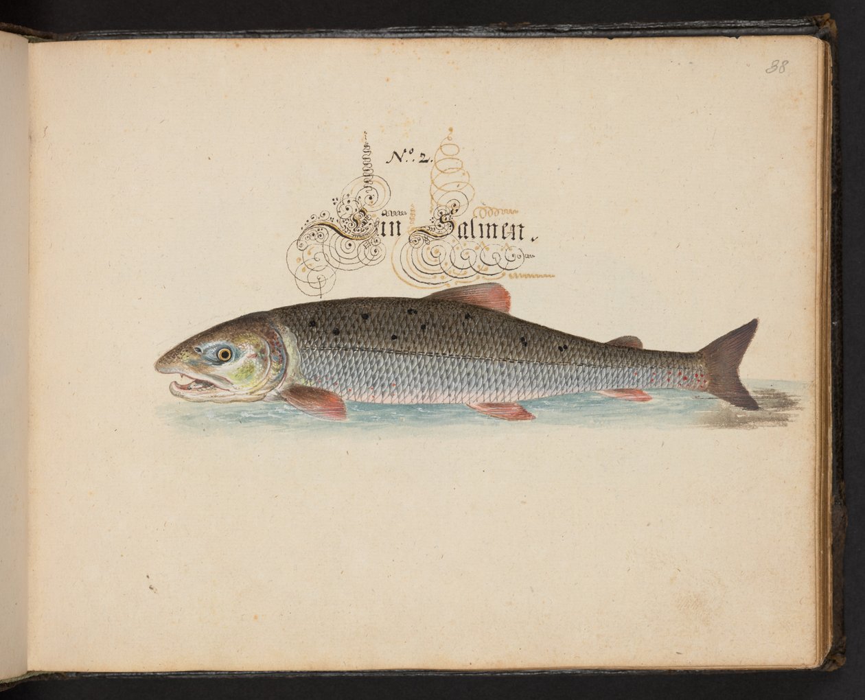 "Descripción natural exacta y descripción de las aves acuáticas, peces, cuadrúpedos, insectos y gusanos que se encuentran en las aguas de Estrasburgo, que yo mismo he cazado y manipulado. Leonard Baldner, pescador y ciudadano de Estrasburgo", c de Leonhard Baldner