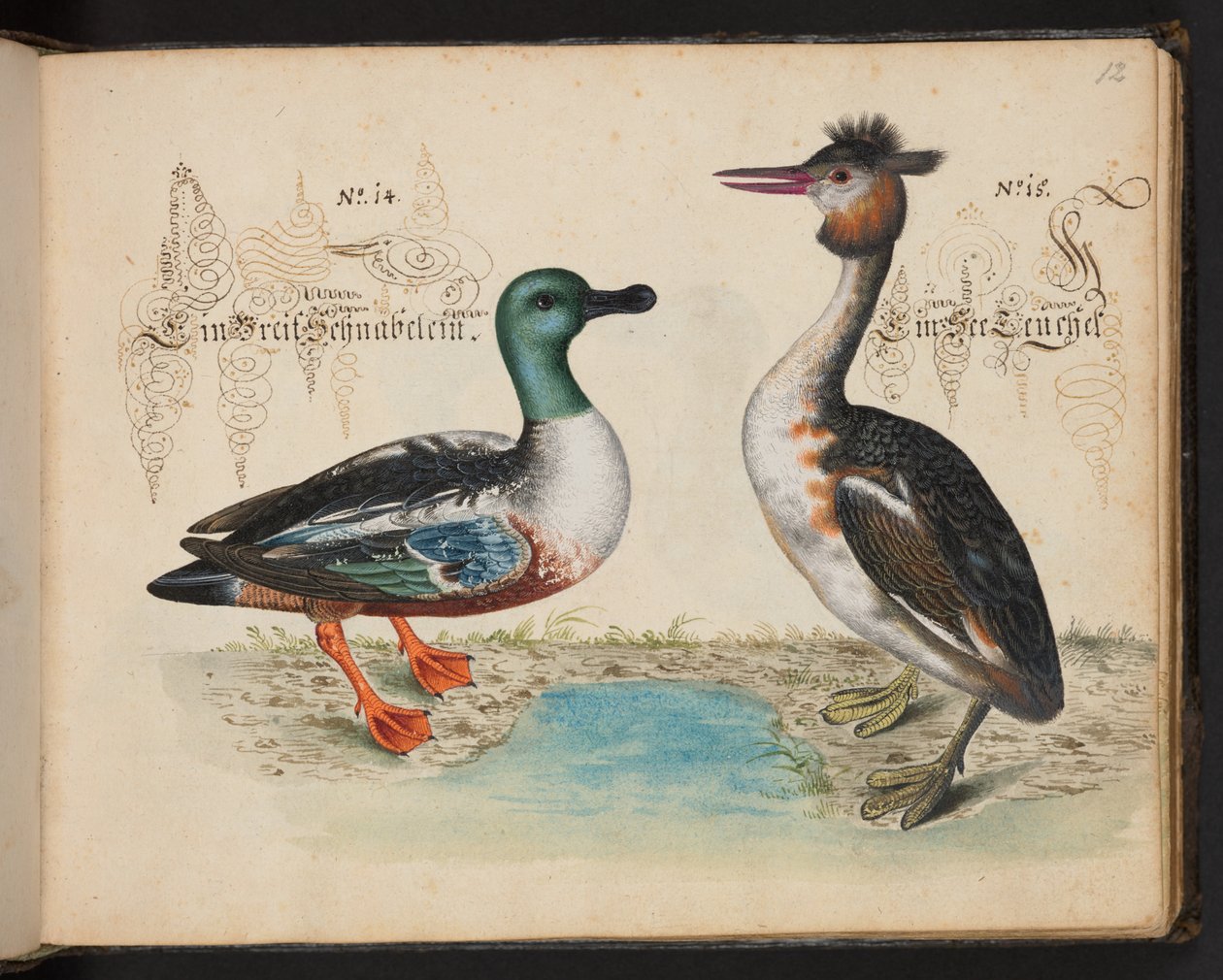 "Descripción natural exacta y descripción de las aves acuáticas, peces, cuadrúpedos, insectos y gusanos que se encuentran en las aguas de Estrasburgo, que yo mismo he cazado y manipulado. Leonard Baldner, pescador y ciudadano de Estrasburgo", c de Leonhard Baldner