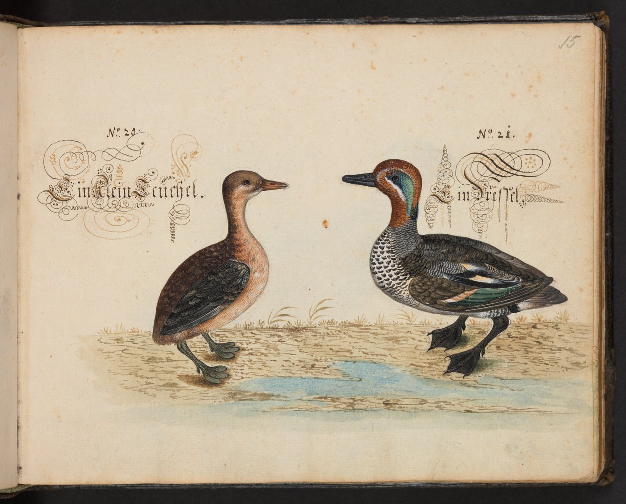"Descripción natural exacta y descripción de las aves acuáticas, peces, cuadrúpedos, insectos y gusanos que se encuentran en las aguas de Estrasburgo, que yo mismo he cazado y manipulado. Leonard Baldner, pescador y ciudadano de Estrasburgo", c de Leonhard Baldner