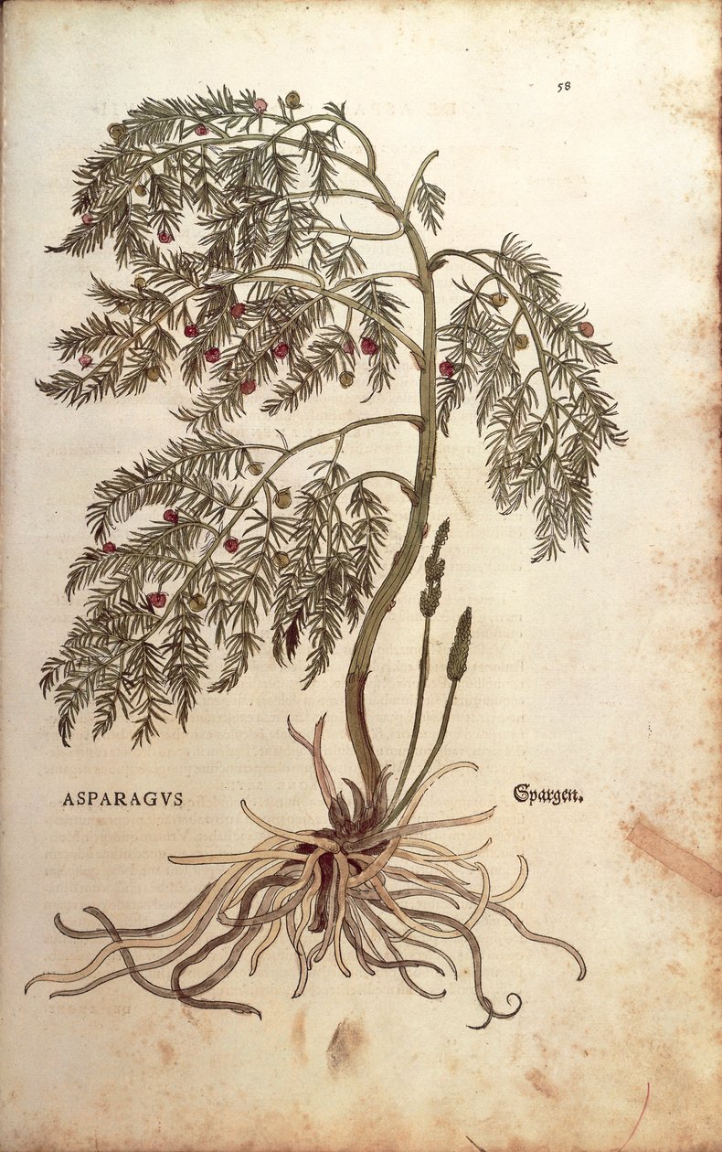Espárrago (Asparagus officinalis) por Leonhart Fuchs de De historia stirpium commentarii insignes (Notable Commentaries on the History of Plants), grabado coloreado de Leonhard Fuchs