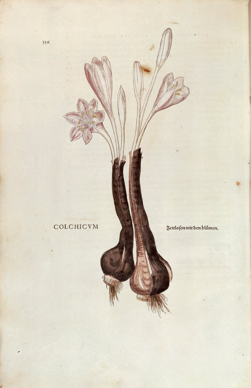 Colchico de Otoño (Colchicum autumnale) de Leonhart Fuchs de De historia stirpium commentarii insignes (Comentarios Notables sobre la Historia de las Plantas) de Leonhard Fuchs
