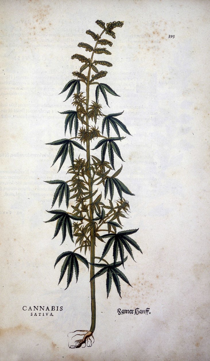 Cannabis Sativa (Cáñamo cultivado) - en "De Historia Stirpium commentarii insignia" de Leonhart Fuchs de Leonhard Fuchs