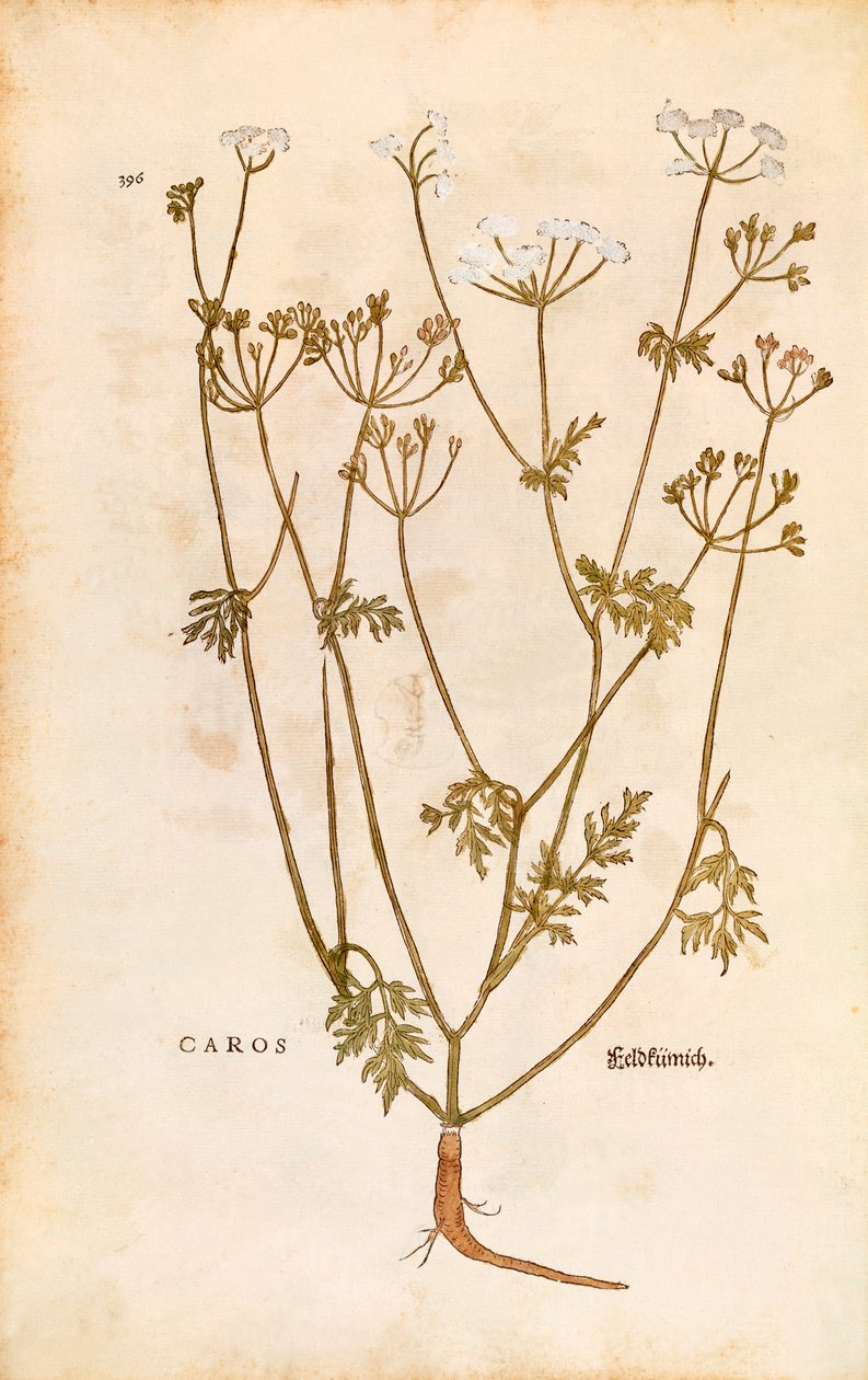 Alcaravea - Carum carvi (Caros) por Leonhart Fuchs de De historia stirpium commentarii insignes (Notable Commentaries on the History of Plants), grabado coloreado de Leonhard Fuchs