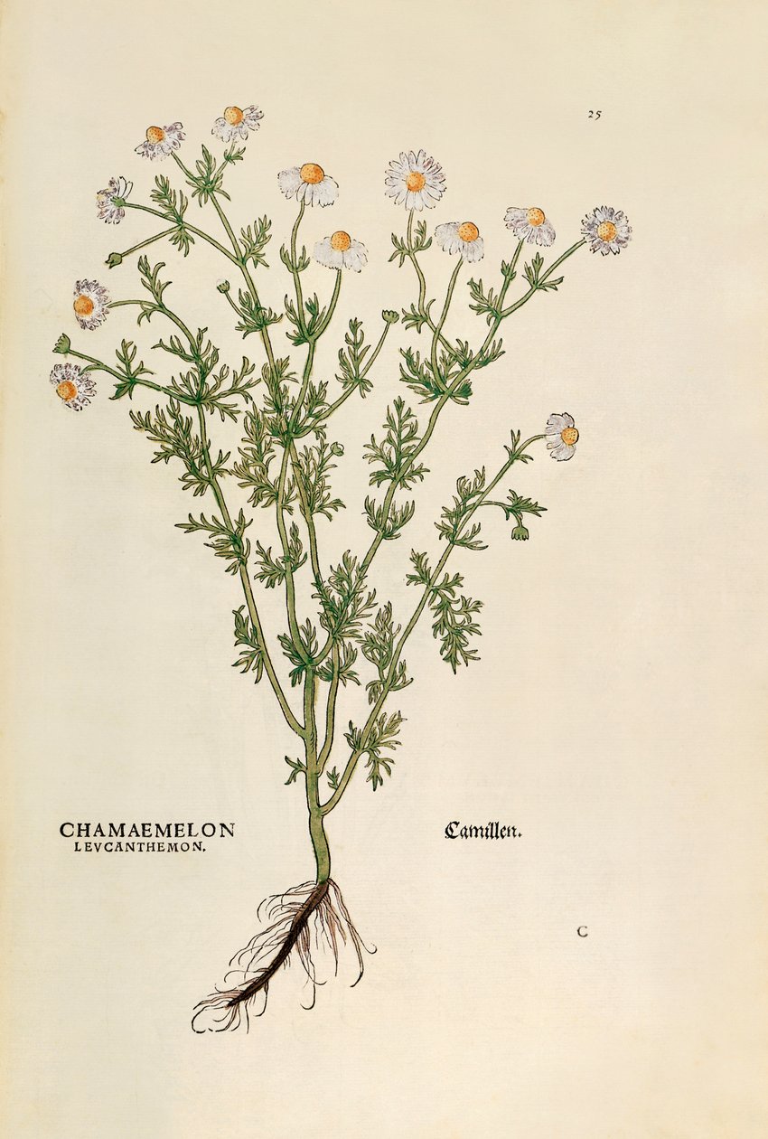 Manzanilla - Matricaria chamomilla (Chamaemelum leucanthemum) de De historia stirpium commentarii insignes (Notable Commentaries on the History of Plants) de Leonhard Fuchs
