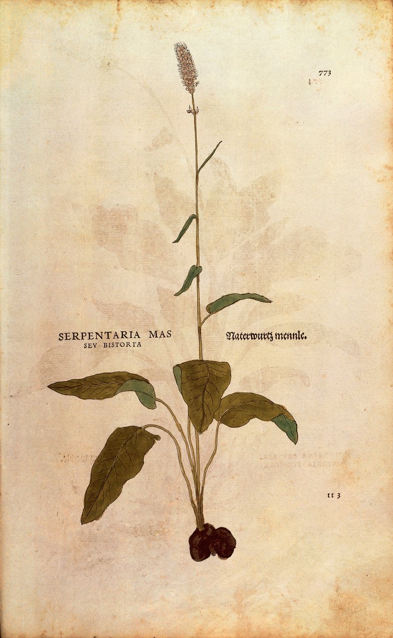 Bistorta común - Persicaria bistorta por Leonhart Fuchs de De historia stirpium commentarii insignes, grabado coloreado de Leonhard Fuchs