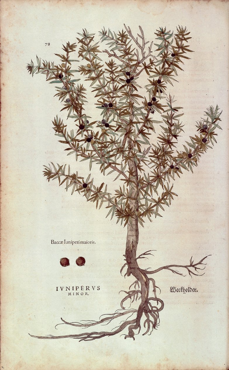 Enebro común - Juniperus communis (Juniperus minor) por Leonhart Fuchs de De historia stirpium commentarii insignes (Notable Commentaries on the History of Plants), grabado coloreado de Leonhard Fuchs
