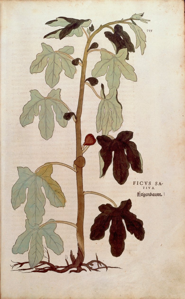 Higuera común - Ficus carica (Ficus sativa) de De historia stirpium commentarii insignes (Notable Commentaries on the History of Plants) de Leonhard Fuchs