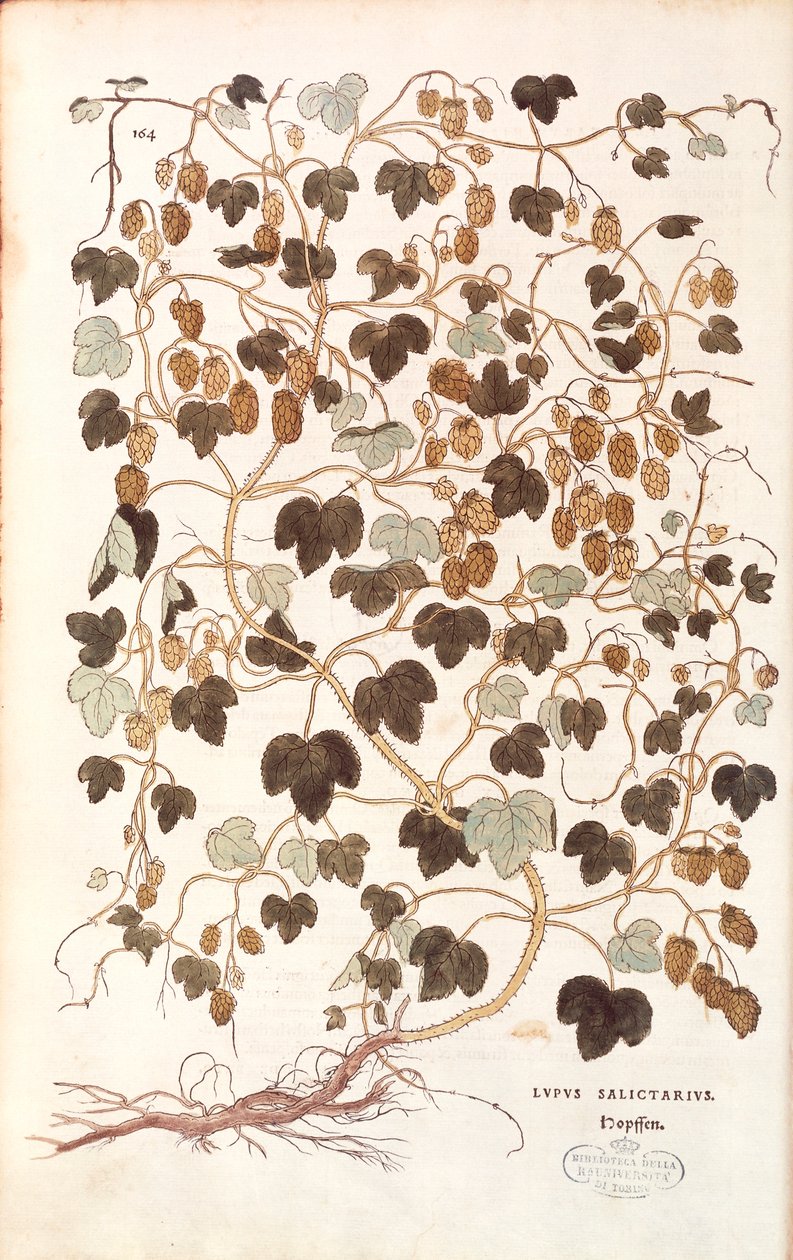 Lúpulo común - Humulus lupulus (Lupus salictarius) de Leonhart Fuchs de De historia stirpium commentarii insignes (Notable Commentaries on the History of Plants) de Leonhard Fuchs