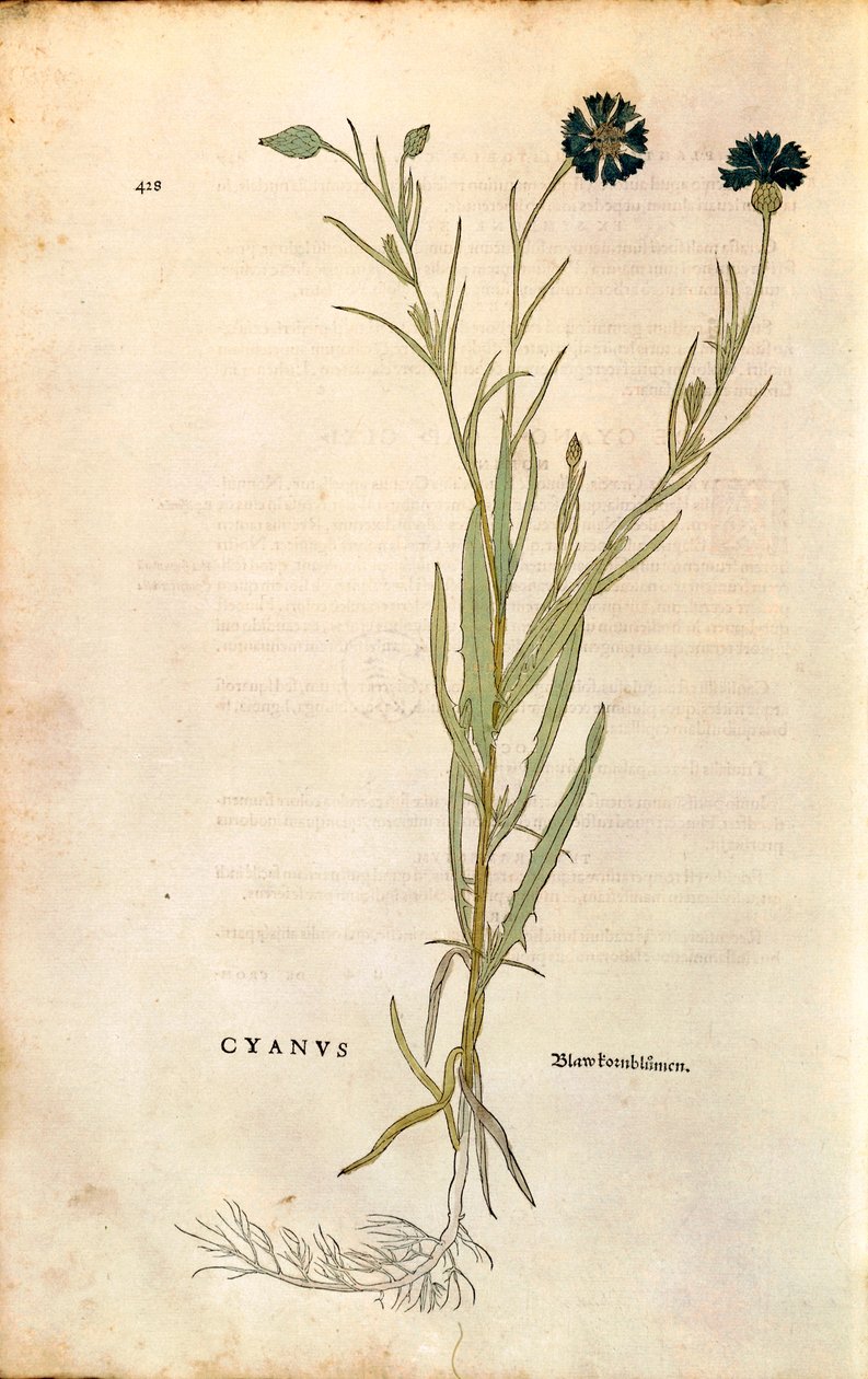 Aciano (Centaurea cyanus) por Leonhart Fuchs de De historia stirpium commentarii insignes (Notable Commentaries on the History of Plants), grabado coloreado de Leonhard Fuchs