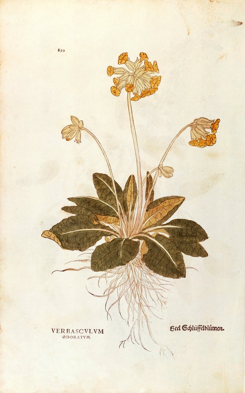 Primavera - Primula veris officinalis (Verbasculum odoratum) de De historia stirpium commentarii insignes (Notable Commentaries on the History of Plants) de Leonhard Fuchs