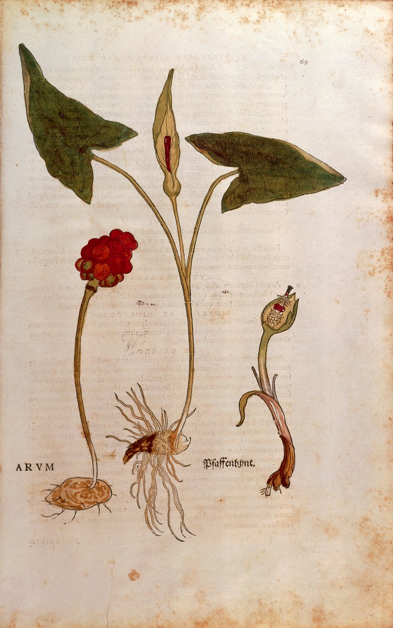 Aro Italiano - Arum italicum (Arum) de Leonhart Fuchs de De historia stirpium commentarii insignes (Comentarios Notables sobre la Historia de las Plantas) de Leonhard Fuchs