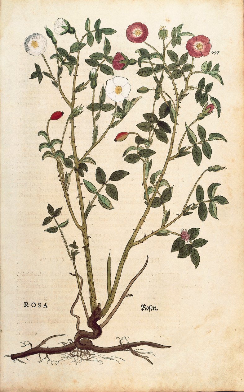 Rosa perenne (Rosa sempervirens) de Leonhart Fuchs de De historia stirpium commentarii insignes (Comentarios notables sobre la historia de las plantas), grabado coloreado de Leonhard Fuchs