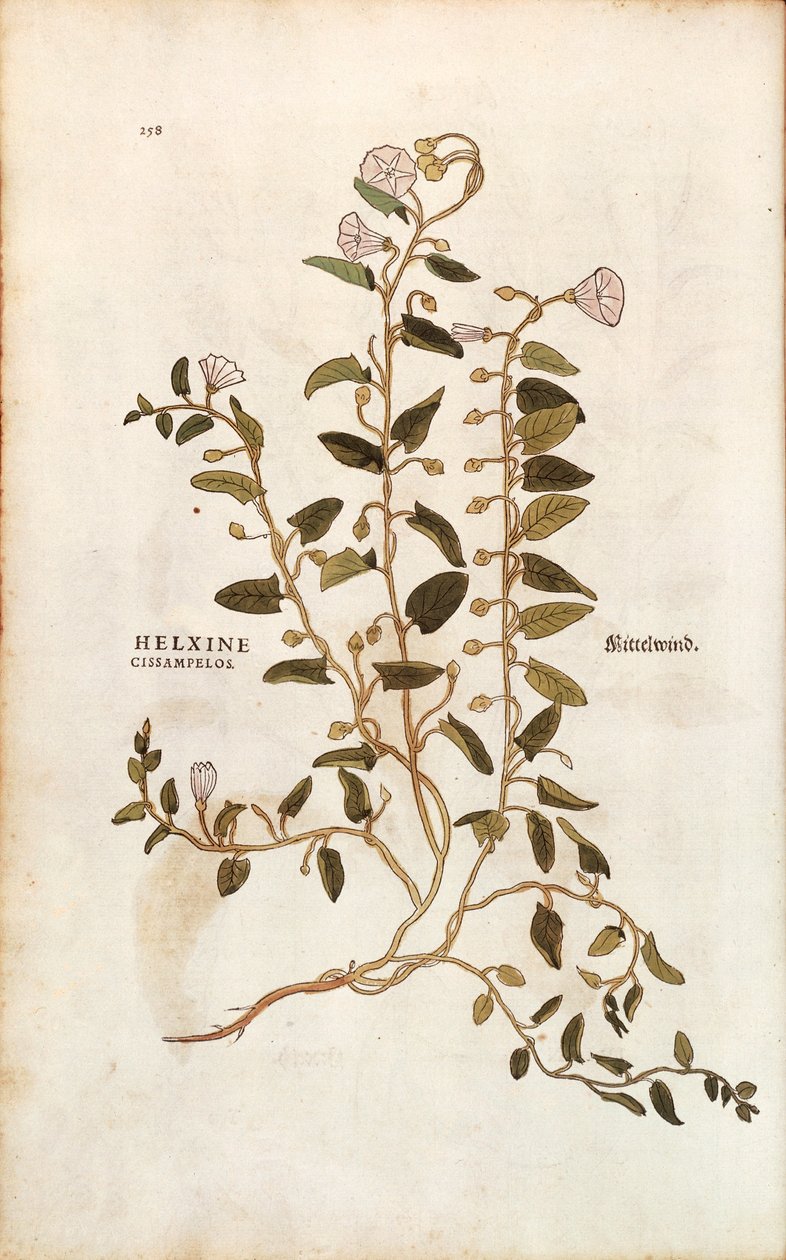 Correhuela - Convolvulus arvensis (Helxine cissampelos) de Leonhart Fuchs de De historia stirpium commentarii insignes (Comentarios notables sobre la historia de las plantas), grabado coloreado de Leonhard Fuchs