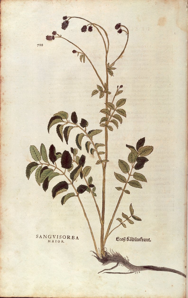 Gran burnet - Sanguisorba officinalis (Sanguisorba major) por Leonhart Fuchs de De historia stirpium commentarii insignes (Comentarios Notables sobre la Historia de las Plantas), grabado coloreado de Leonhard Fuchs