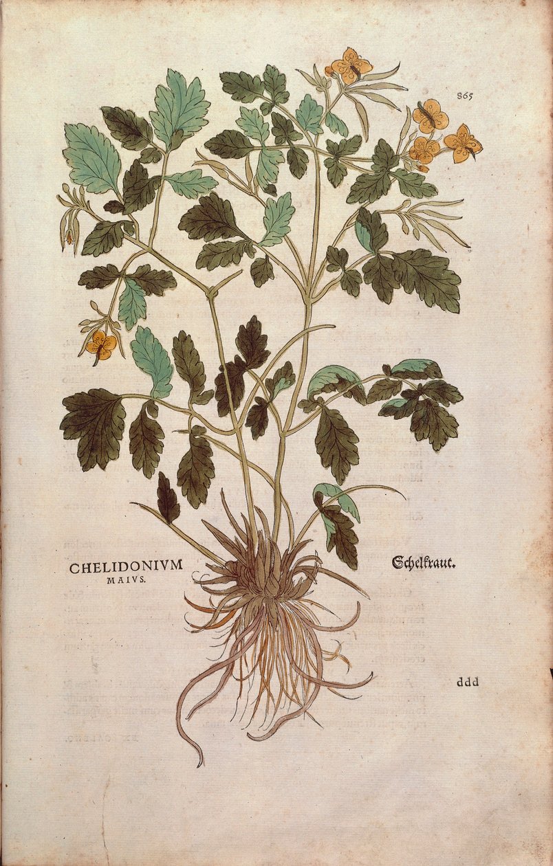 Celidonia mayor (Chelidonium majus) de De historia stirpium commentarii insignes (Notable Commentaries on the History of Plants) de Leonhard Fuchs