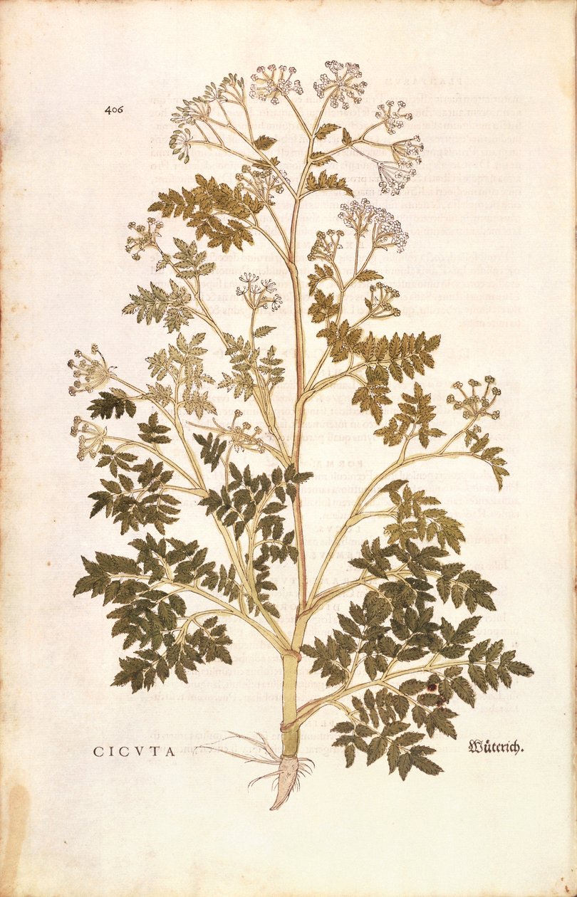 Cicuta - Conium maculatum (Cicuta) de De historia stirpium commentarii insignes (Notable Commentaries on the History of Plants) de Leonhard Fuchs