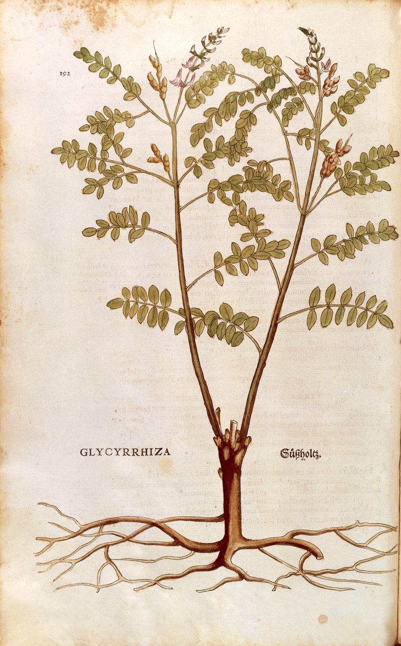 Regaliz (Glycyrrhiza glabra) de Leonhart Fuchs de De historia stirpium commentarii insignes (Comentarios Notables sobre la Historia de las Plantas) de Leonhard Fuchs