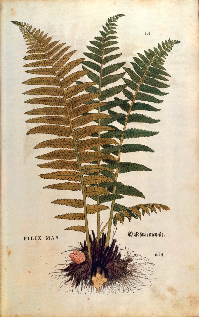 Helecho macho (Dryopteris filix-mas) por Leonhart Fuchs de De historia stirpium commentarii insignes (Comentarios notables sobre la historia de las plantas), grabado coloreado de Leonhard Fuchs