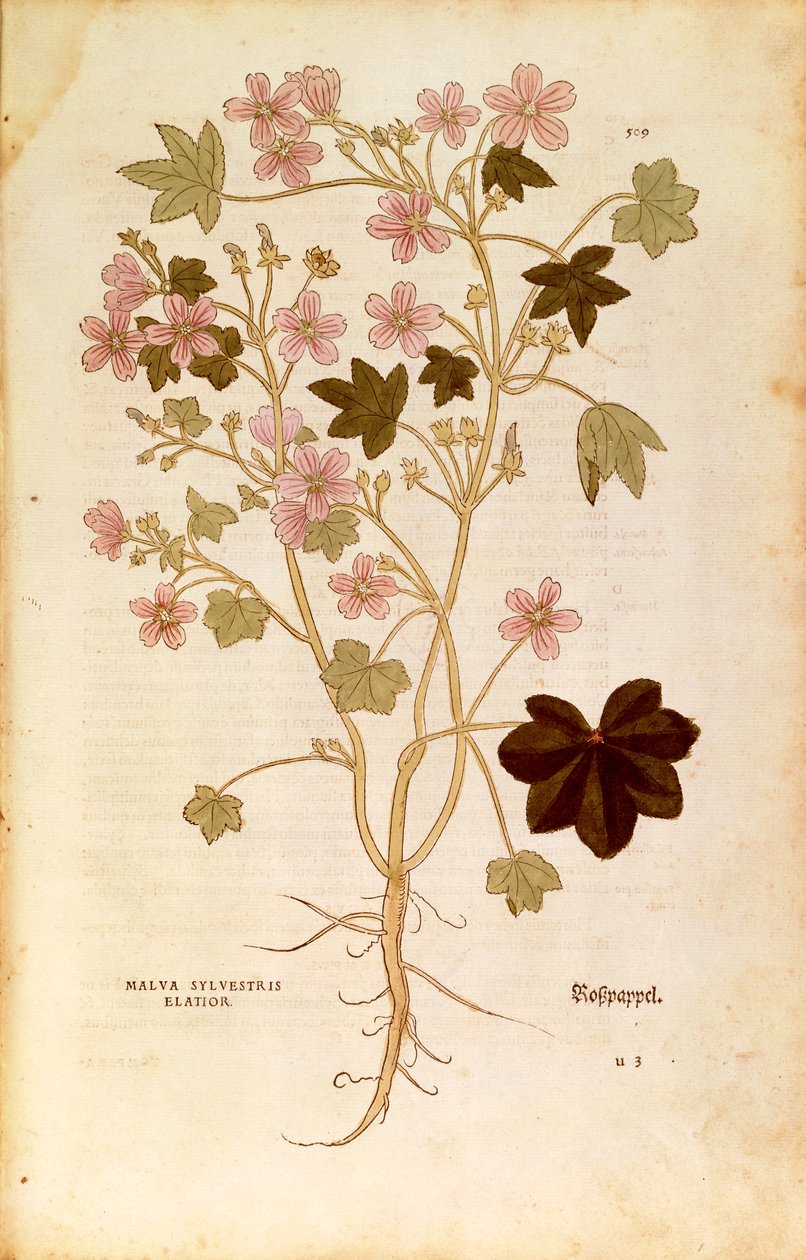 Malva (Malva sylvestris elatior) por Leonhart Fuchs de De historia stirpium commentarii insignes (Notables Comentarios sobre la Historia de las Plantas), grabado coloreado de Leonhard Fuchs