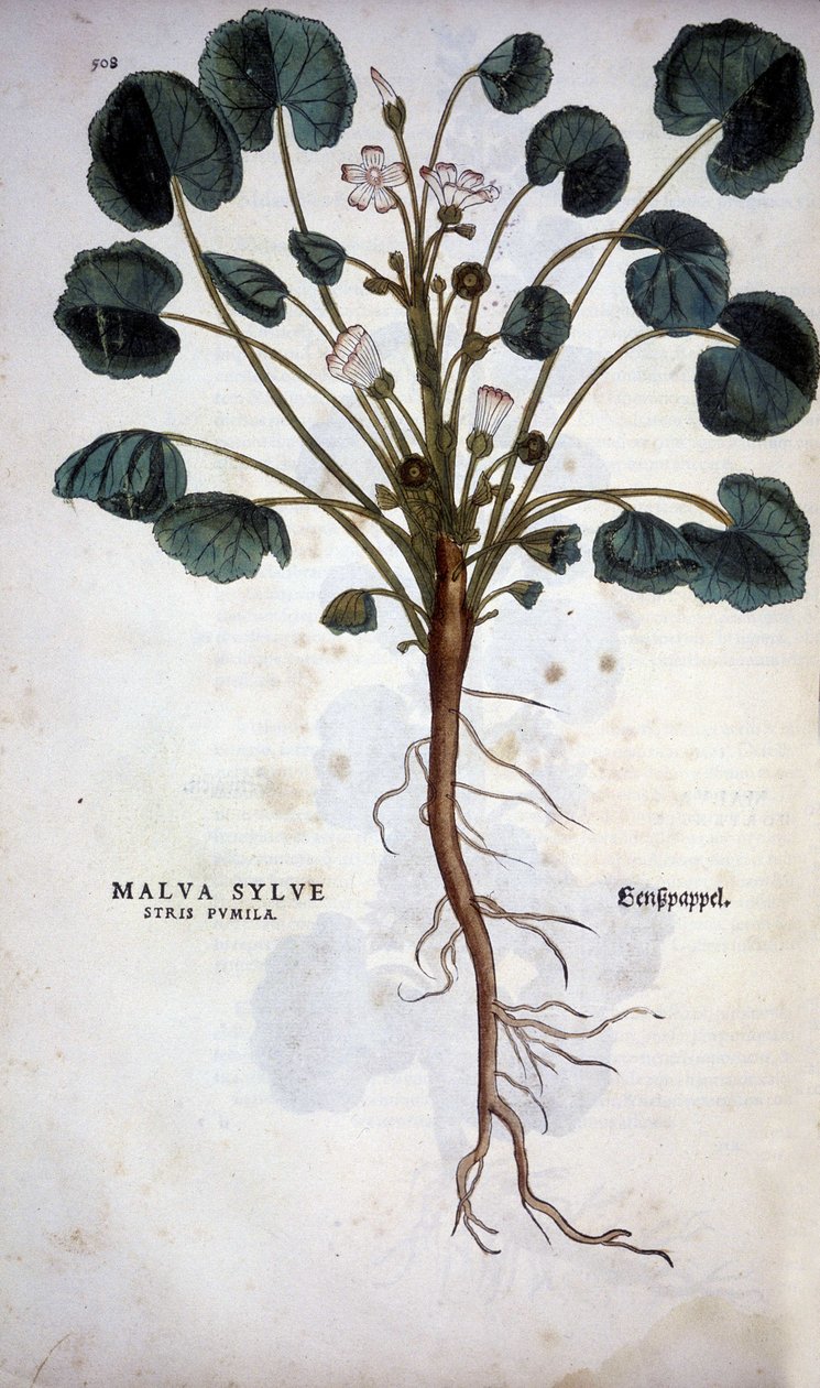 Malva Sylvestre (Gran Púrpura) - en "De Historia Stirpium commentarii insignia" de Leonhart Fuchs de Leonhard Fuchs