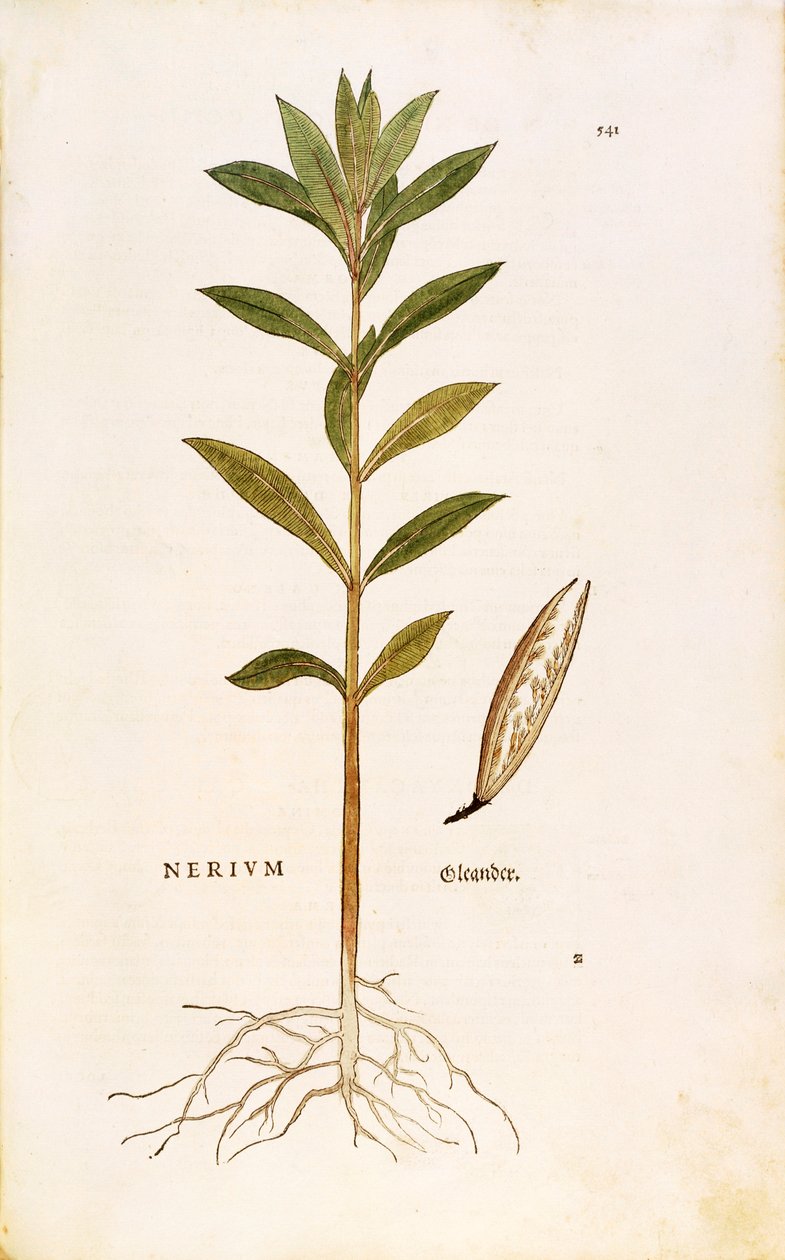 Adelfa (Nerium oleander) de Leonhart Fuchs de De historia stirpium commentarii insignes (Comentarios Notables sobre la Historia de las Plantas) de Leonhard Fuchs