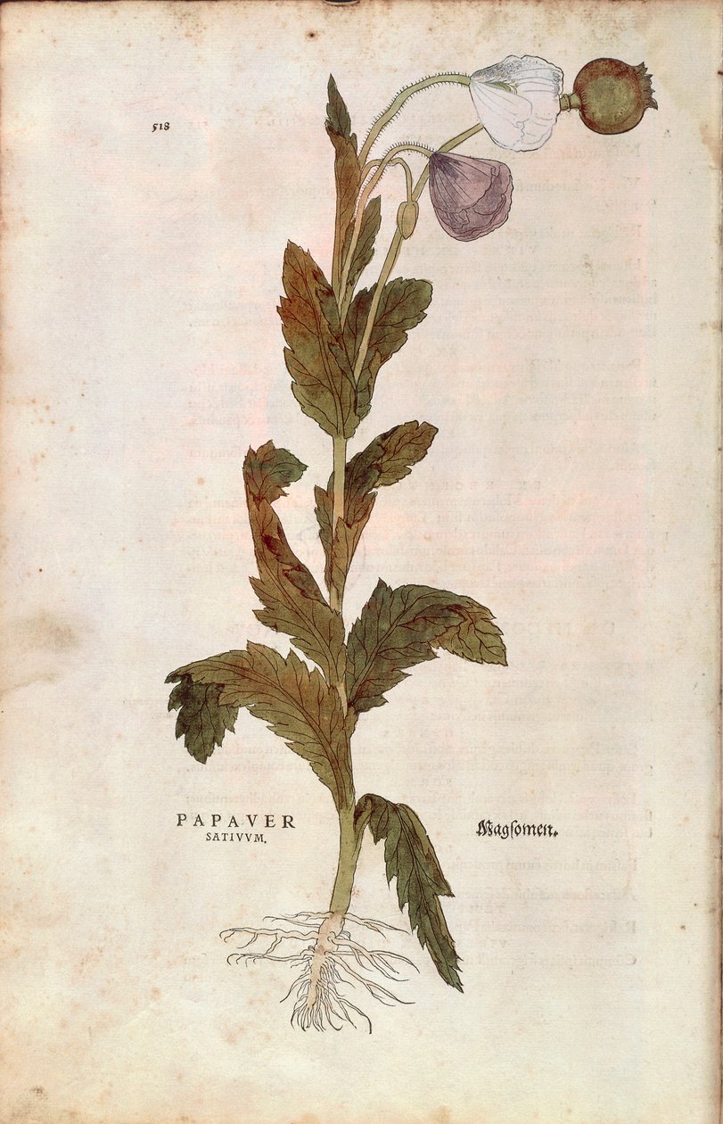 Amapola de opio - Papaver somniferum (Papaver satiuum) por Leonhart Fuchs de De historia stirpium commentarii insignes (Notable Commentaries on the History of Plants), grabado coloreado de Leonhard Fuchs