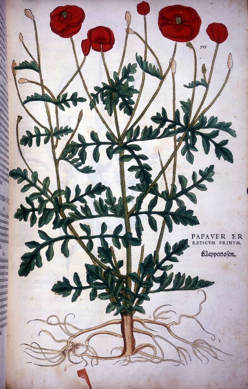 Amapola - en “De Historia Stirpium commentarii badges,...” por Leonhart Fuchs de Leonhard Fuchs
