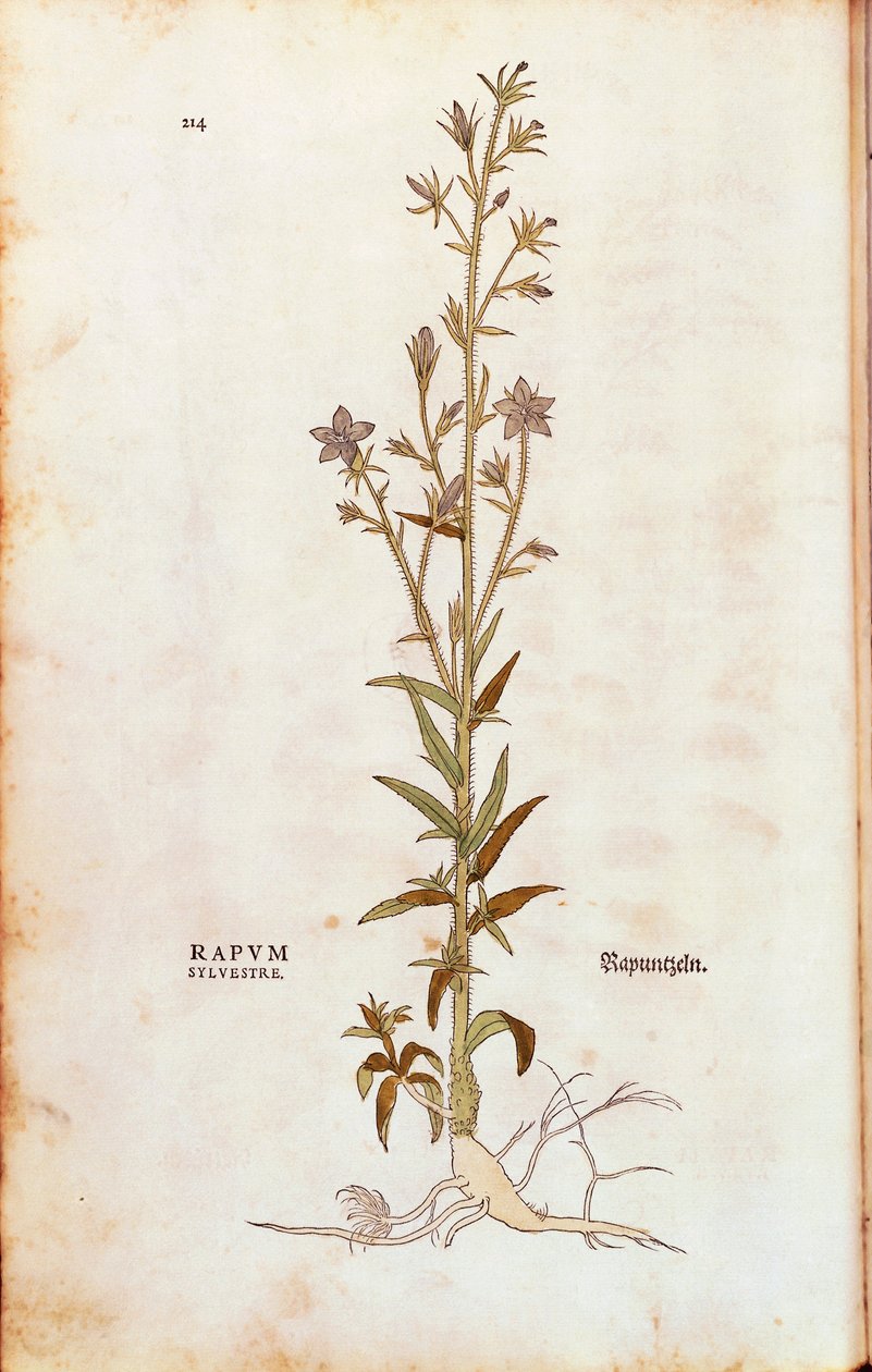 Campanilla de rampión - Campanula rapunculus (Rapum sylvestre) de Leonhart Fuchs de De historia stirpium commentarii insignes (Comentarios notables sobre la historia de las plantas), grabado coloreado de Leonhard Fuchs