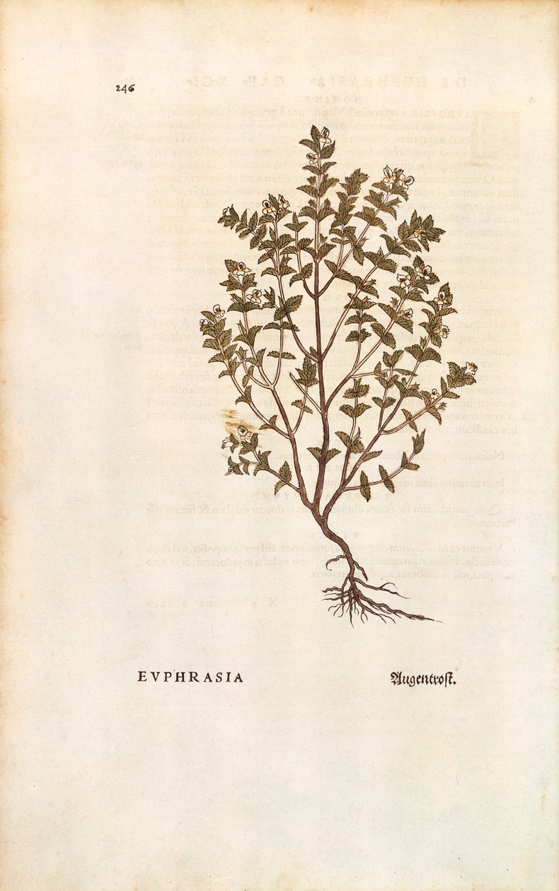 Eufrasia roja (Euphrasia officinalis) por Leonhart Fuchs de De historia stirpium commentarii insignes (Notable Commentaries on the History of Plants), grabado coloreado de Leonhard Fuchs
