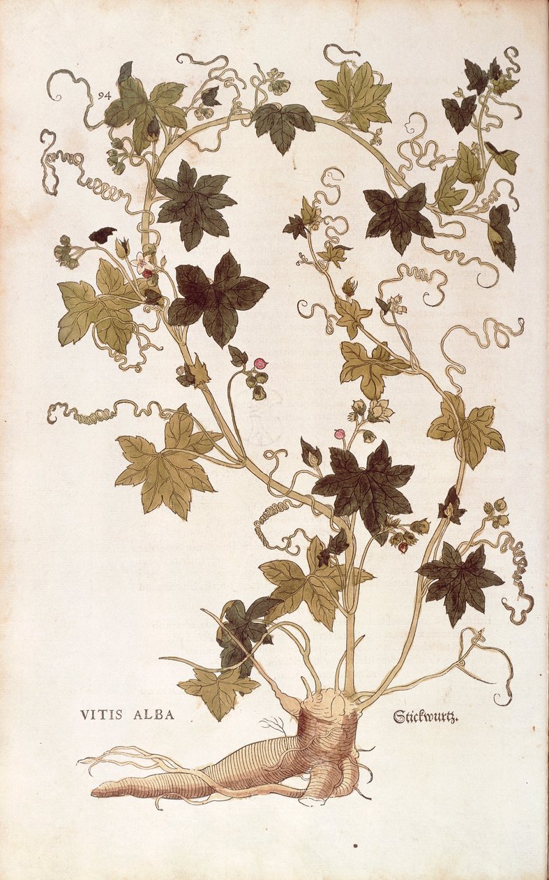 Bryonia roja - Bryonia dioica (Vitis alba) de Leonhart Fuchs de De historia stirpium commentarii insignes (Comentarios notables sobre la historia de las plantas), grabado coloreado de Leonhard Fuchs