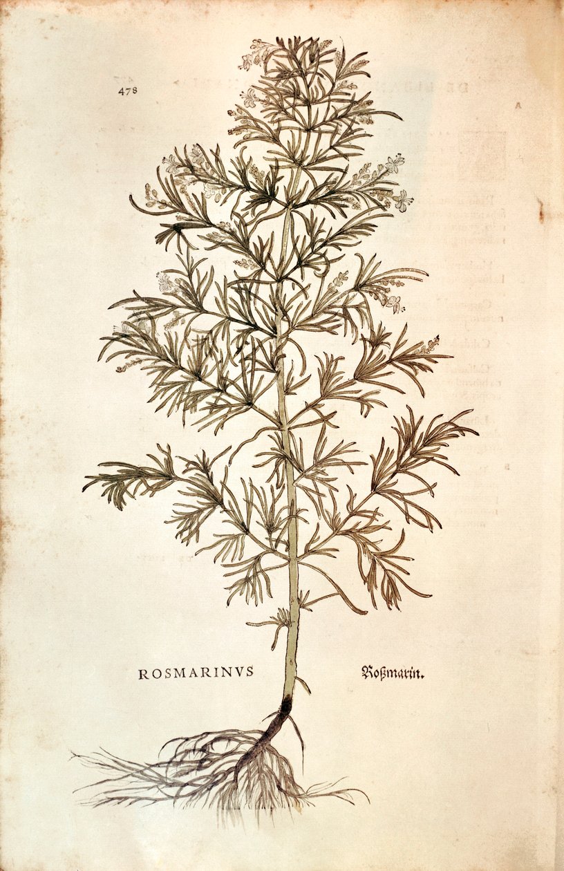Romero (Rosmarinus Officinalis) de Leonhard Fuchs