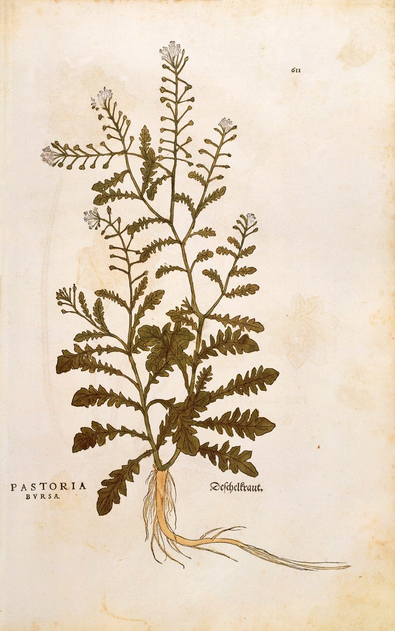 Bolsa de pastor - Capsella bursa-pastoris (Pastoria bursa) de Leonhart Fuchs de De historia stirpium commentarii insignes (Comentarios notables sobre la historia de las plantas), grabado coloreado de Leonhard Fuchs