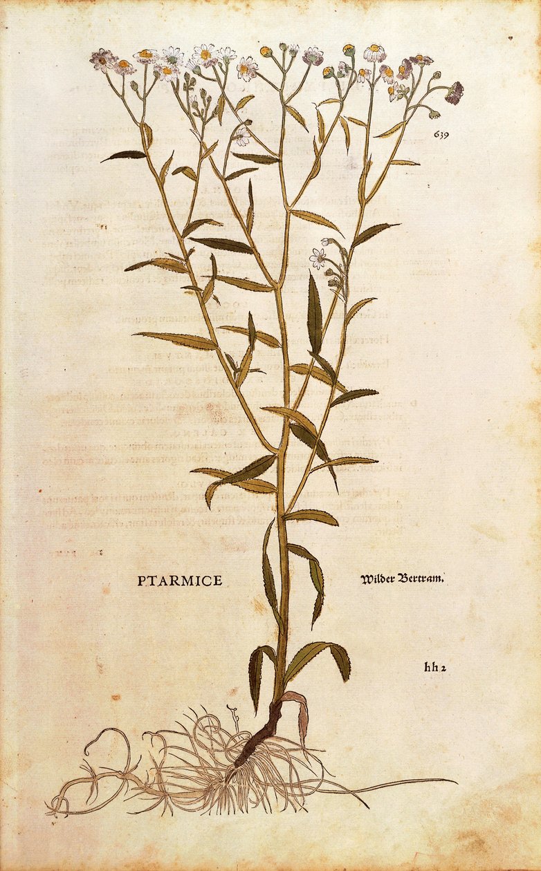 Milenrama - Achillea ptarmica por Leonhart Fuchs de De historia stirpium commentarii insignes, grabado coloreado de Leonhard Fuchs