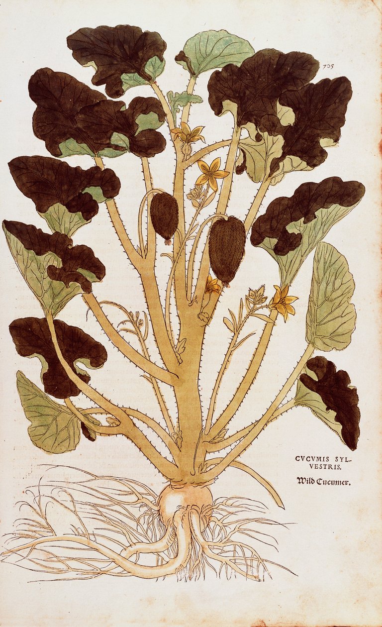 Pepino silvestre - Ecballium elaterium por Leonhart Fuchs de De historia stirpium commentarii insignes, grabado coloreado de Leonhard Fuchs