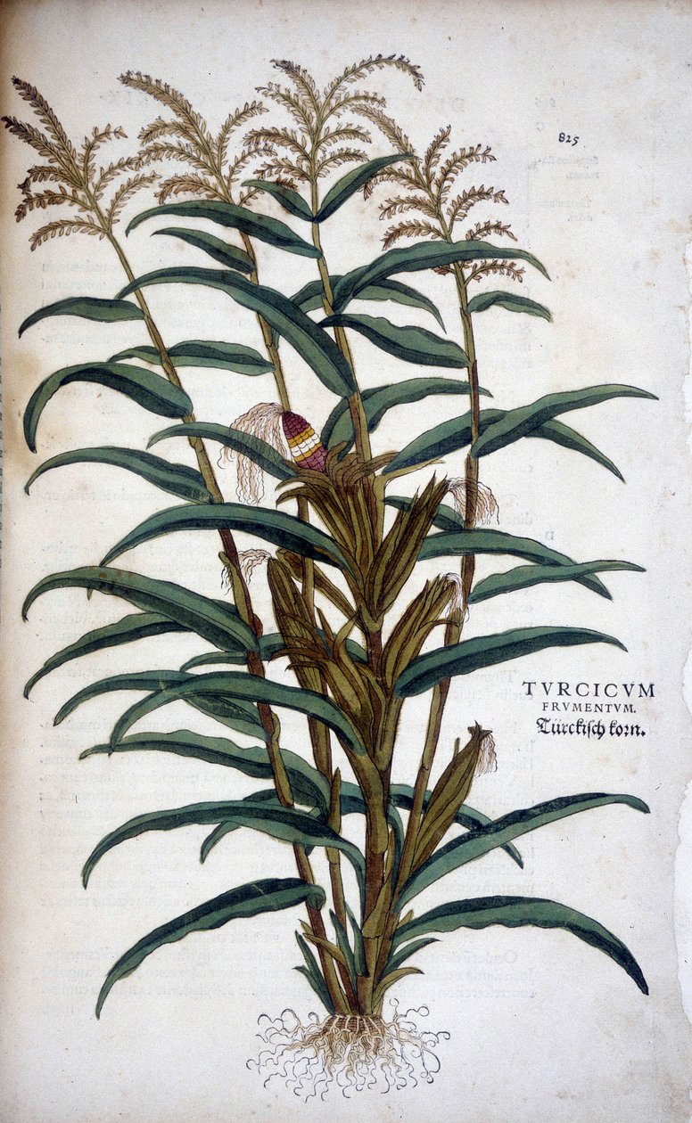 Turcicum Frumentum (Maíz) - en "De Historia Stirpium commentarii insignes" de Leonhart Fuchs de Leonhard Fuchs