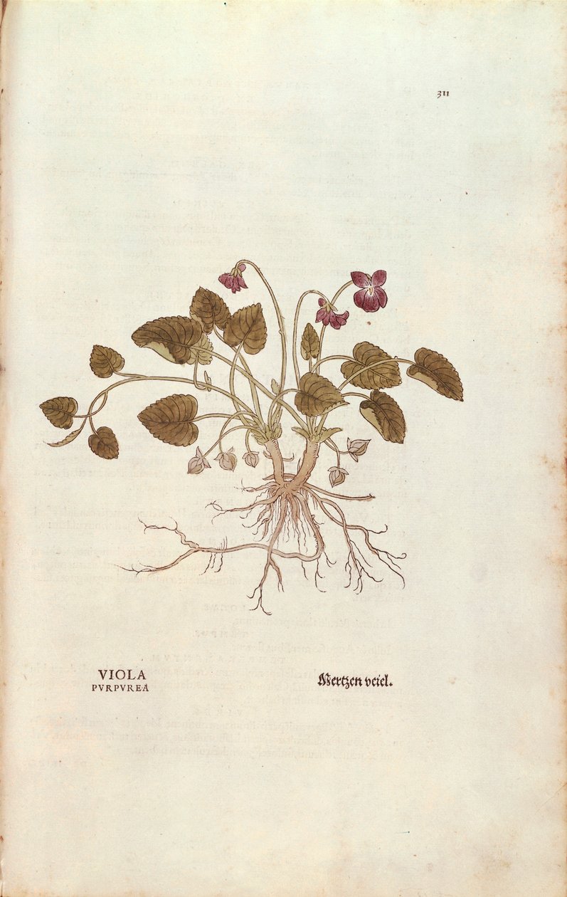 Violeta (Viola odorata) por Leonhart Fuchs de De historia stirpium commentarii insignes, grabado coloreado de Leonhard Fuchs