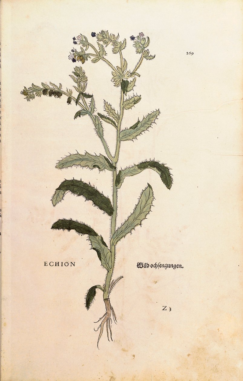 Viborera o hierba azul - Echium vulgare (Echion) de Leonhart Fuchs de De historia stirpium commentarii insignes (Comentarios notables sobre la historia de las plantas), grabado coloreado de Leonhard Fuchs