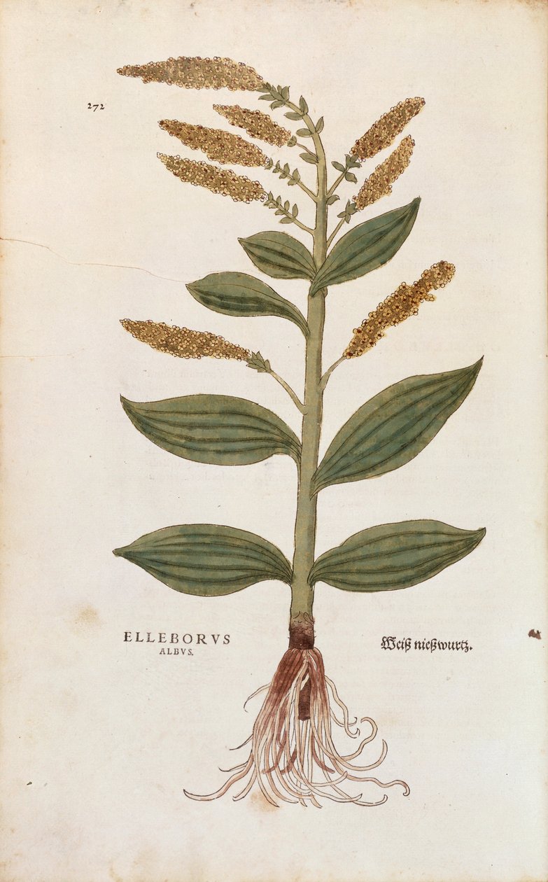 Hellebore blanco - Veratrum album por Leonhart Fuchs de De historia stirpium commentarii insignes, grabado coloreado de Leonhard Fuchs