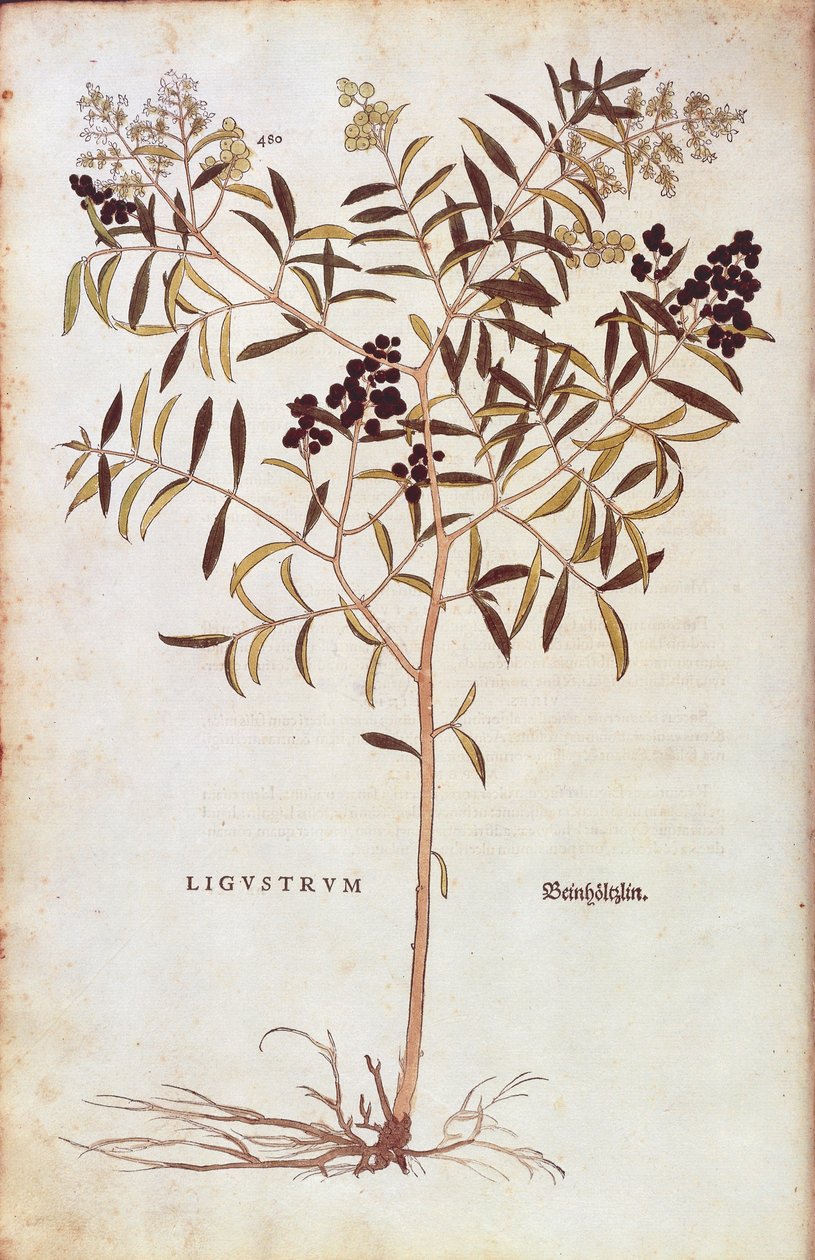 Ligustro silvestre (Ligustrum vulgare) de Leonhart Fuchs de De historia stirpium commentarii insignes (Comentarios notables sobre la historia de las plantas), grabado coloreado de Leonhard Fuchs