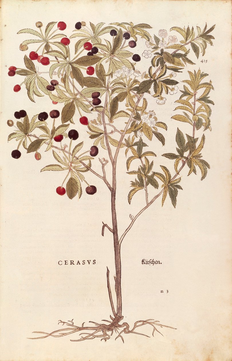 Cerezo silvestre - Prunus avium por Leonhart Fuchs de De historia stirpium commentarii insignes, grabado coloreado de Leonhard Fuchs