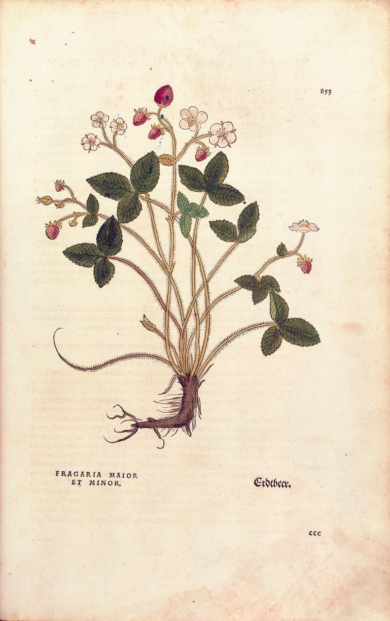 Fresa silvestre - Fragaria vesca (Fragaria maior et minor) de De historia stirpium commentarii insignes (Notable Commentaries on the History of Plants) de Leonhard Fuchs