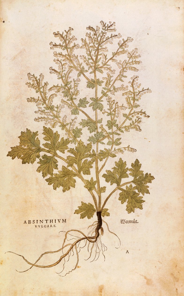 Ajenjo - Artemisia absinthium por Leonhart Fuchs de De historia stirpium commentarii insignes, grabado coloreado de Leonhard Fuchs