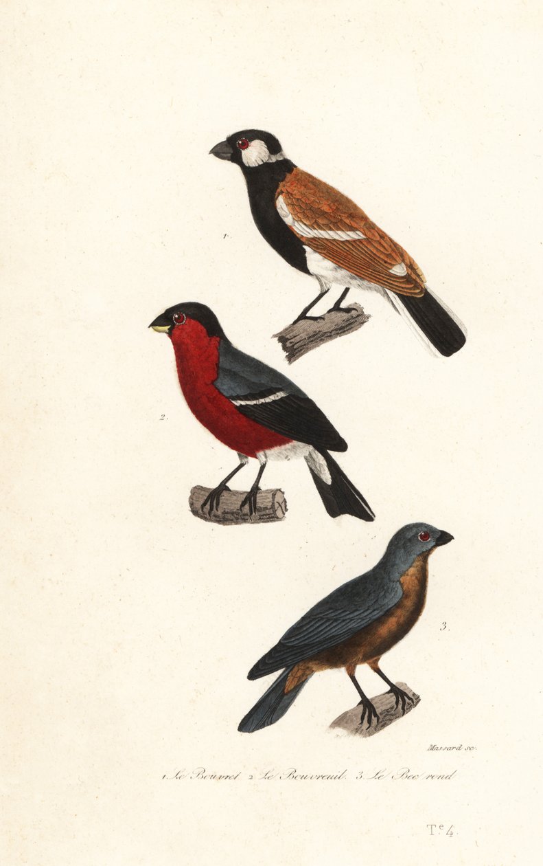 Especies de camachuelo de la reunión, camachuelo euroasiático y picogordo azul. de Leopold Massard
