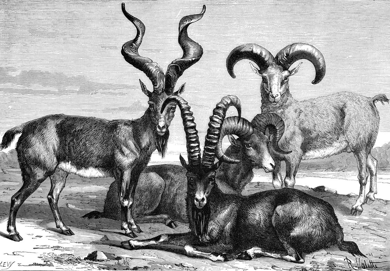 Ovejas de montaña y íbices, c. 1890 de Levy