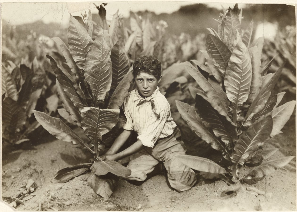Recolector de diez años en la plantación de tabaco de Gildersleeve de Lewis W. Hine