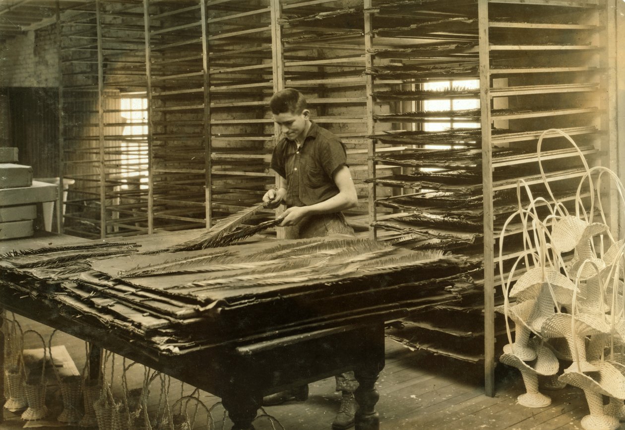 Un chico de 15 años clasifica hojas de cycas en la Boston Floral Supply Company de Lewis Wickes Hine