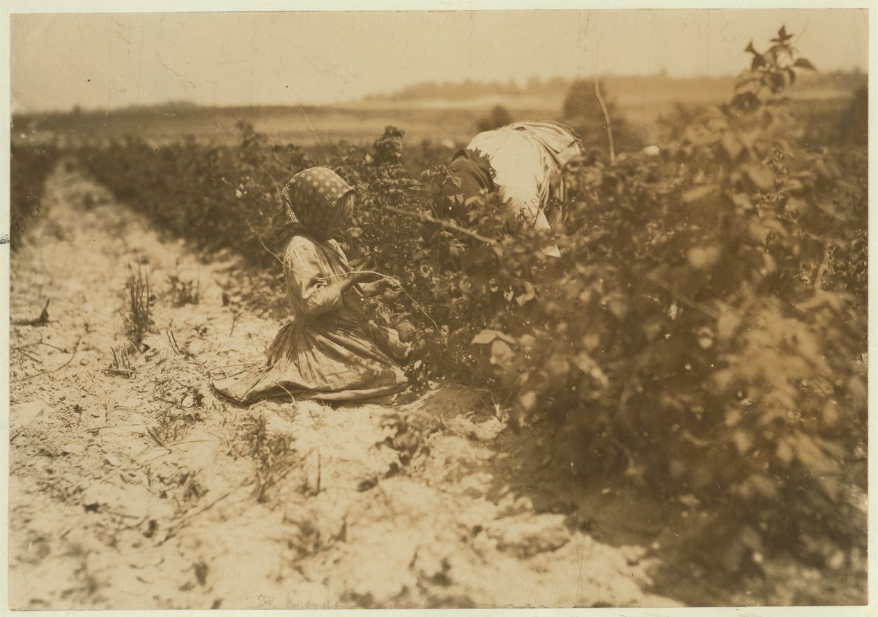 Una niña polaca de seis años recogiendo bayas todo el día con su familia (Scholtz) en Rock Creek cerca de Baltimore, Maryland, 1909 de Lewis Wickes Hine