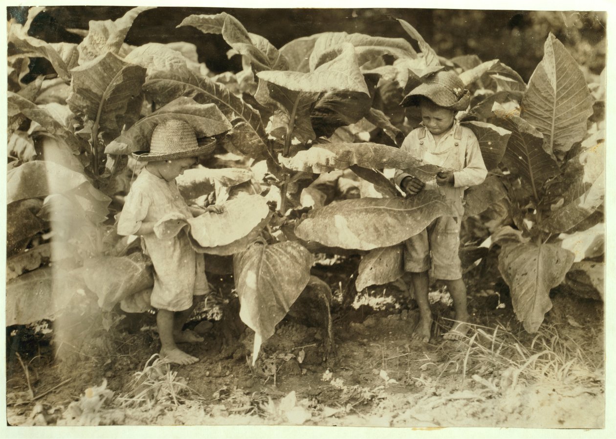 Amos 6 y Horace 4 deshojan y chupan plantas de tabaco todo el día para su padre John Neal en el condado de Warren, Albaton, Kentucky, 1916 de Lewis Wickes Hine